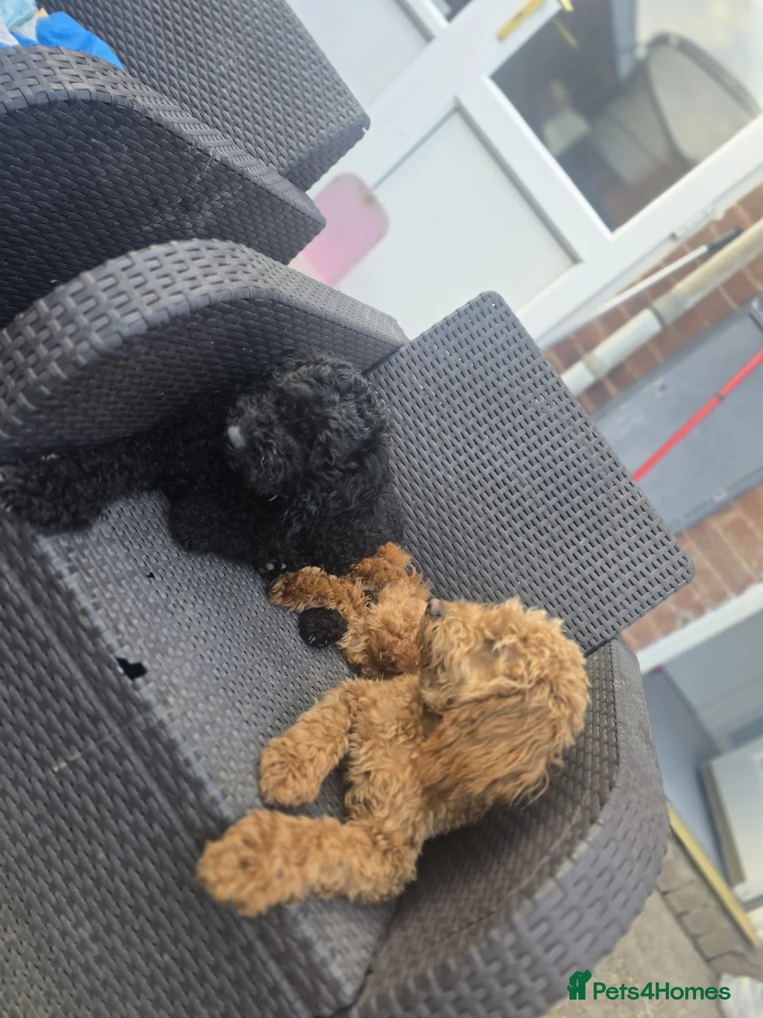 Cockapoo dogs for sale: Cockapoo - Advert 1