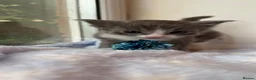Ragdoll cats for sale: Stunning Ragdoll kittens Blue Colourpoint  - Advert 32