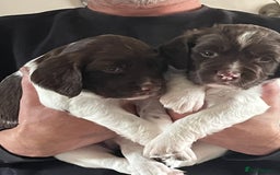 English Springer Spaniel dogs for sale: KC English springer spaniel puppies  - Image 9