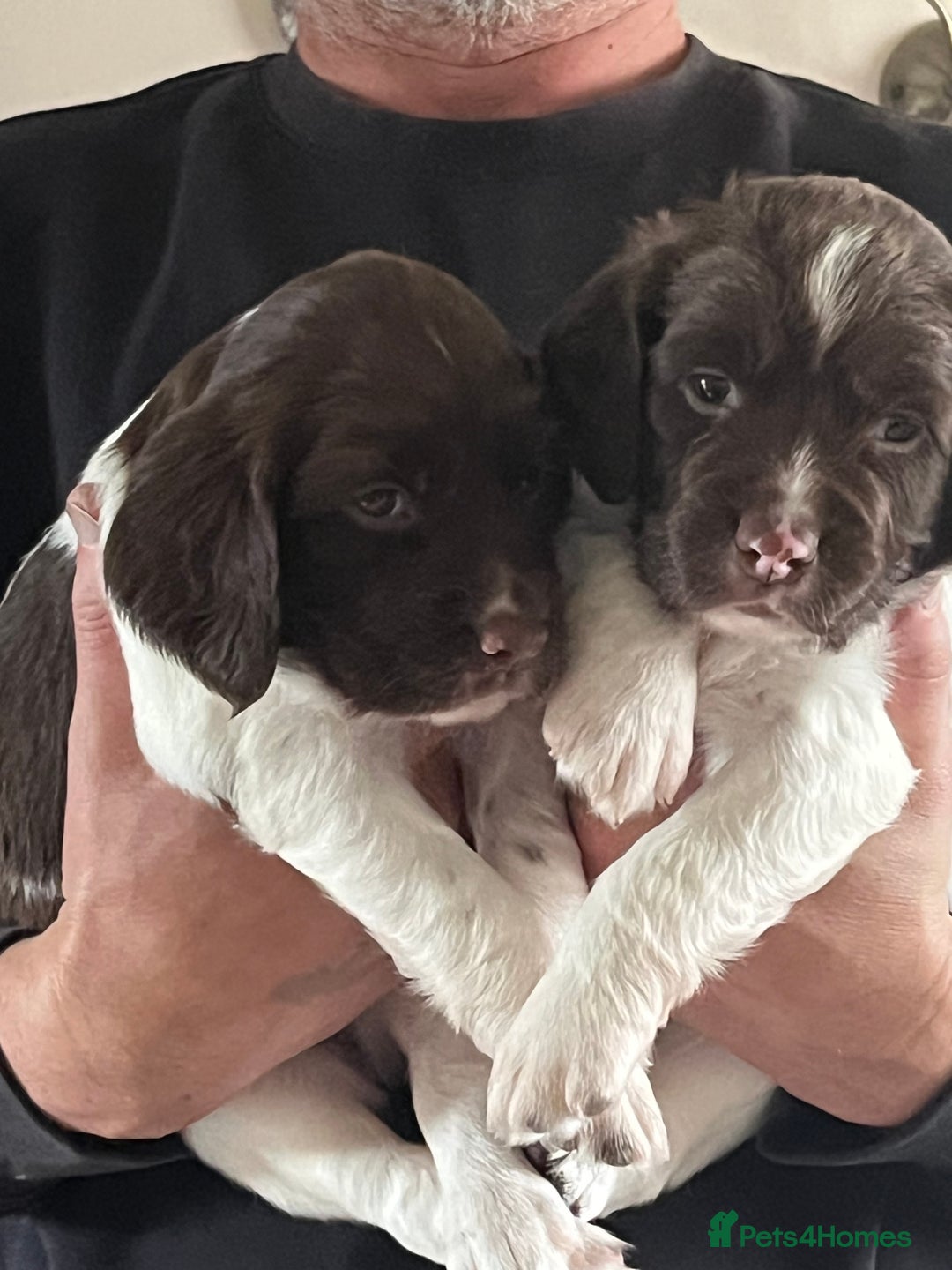 English Springer Spaniel dogs for sale: KC English springer spaniel puppies  - Image 9