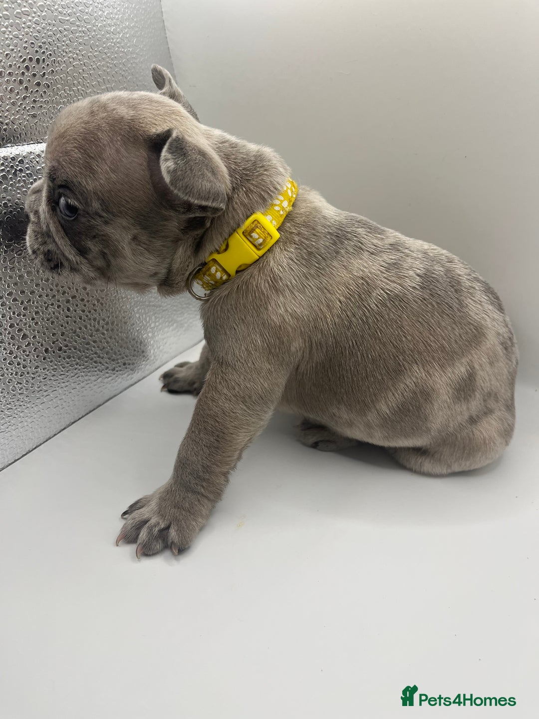 French Bulldog dogs for sale: French bulldog puppies - Advert 29