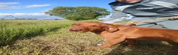 Labrador Retriever dogs for sale: Fox red labrador girls - Advert 5