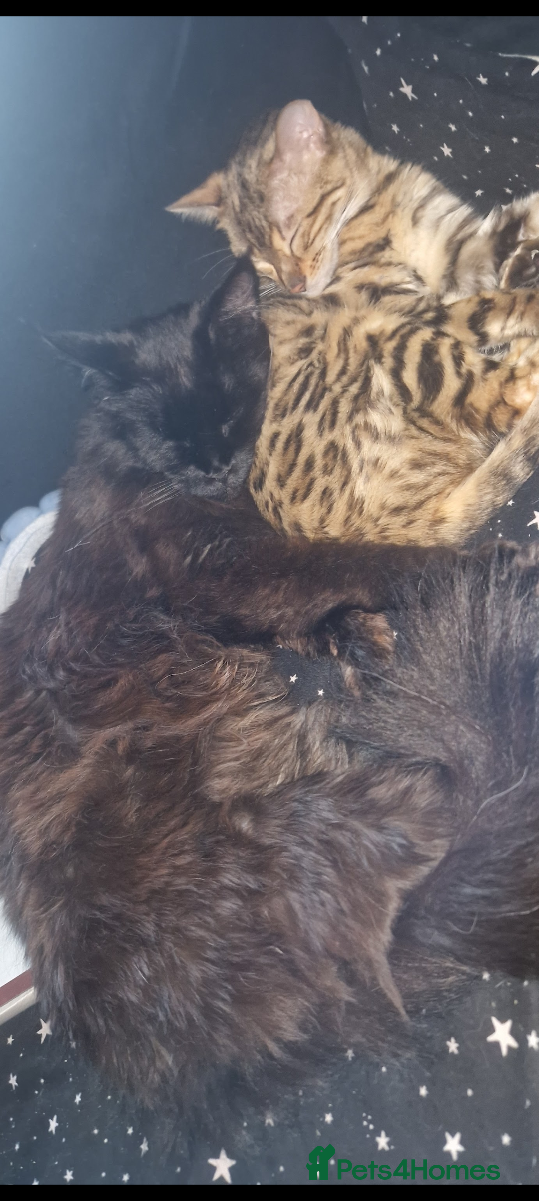 Maine Coon cats for sale: GCCF MALE MAINE COON in Sunderland - Image 2