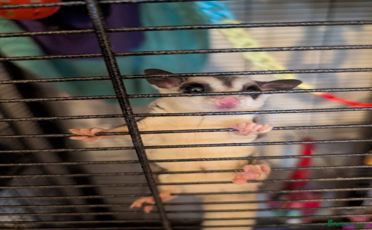 Sugar Glider rodents - Advert 5