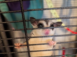 Sugar Glider rodents - Advert 2