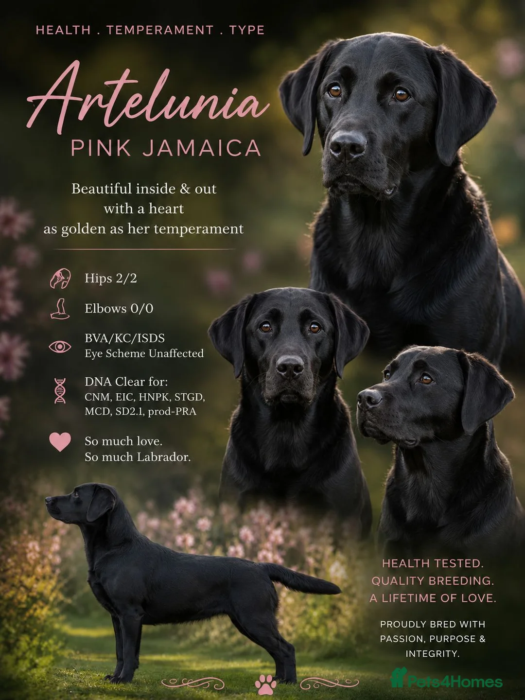 Labrador Retriever dogs for sale:  Waiting List Now Open-KC Reg.Labrador puppies - Advert 2