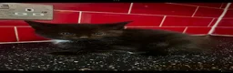 Mixed Breed cats for sale: 3 kittens left in Havant - Advert 8