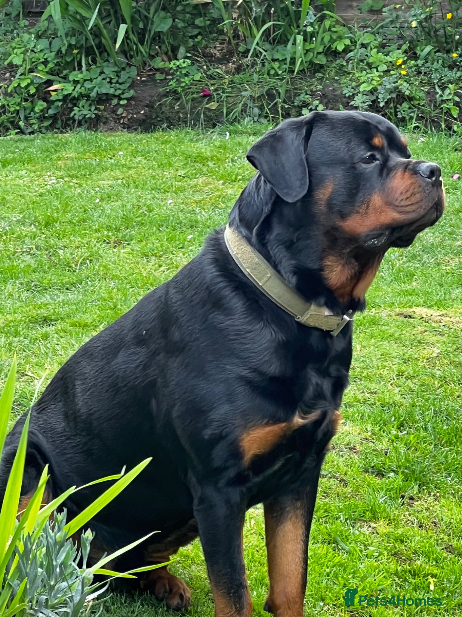 Rottweiler dogs KC registered Rottweiler Stud  - Advert 1