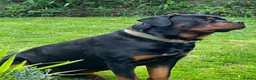 Rottweiler dogs for stud: KC registered Rottweiler Stud  in Welwyn Garden City - Advert 1