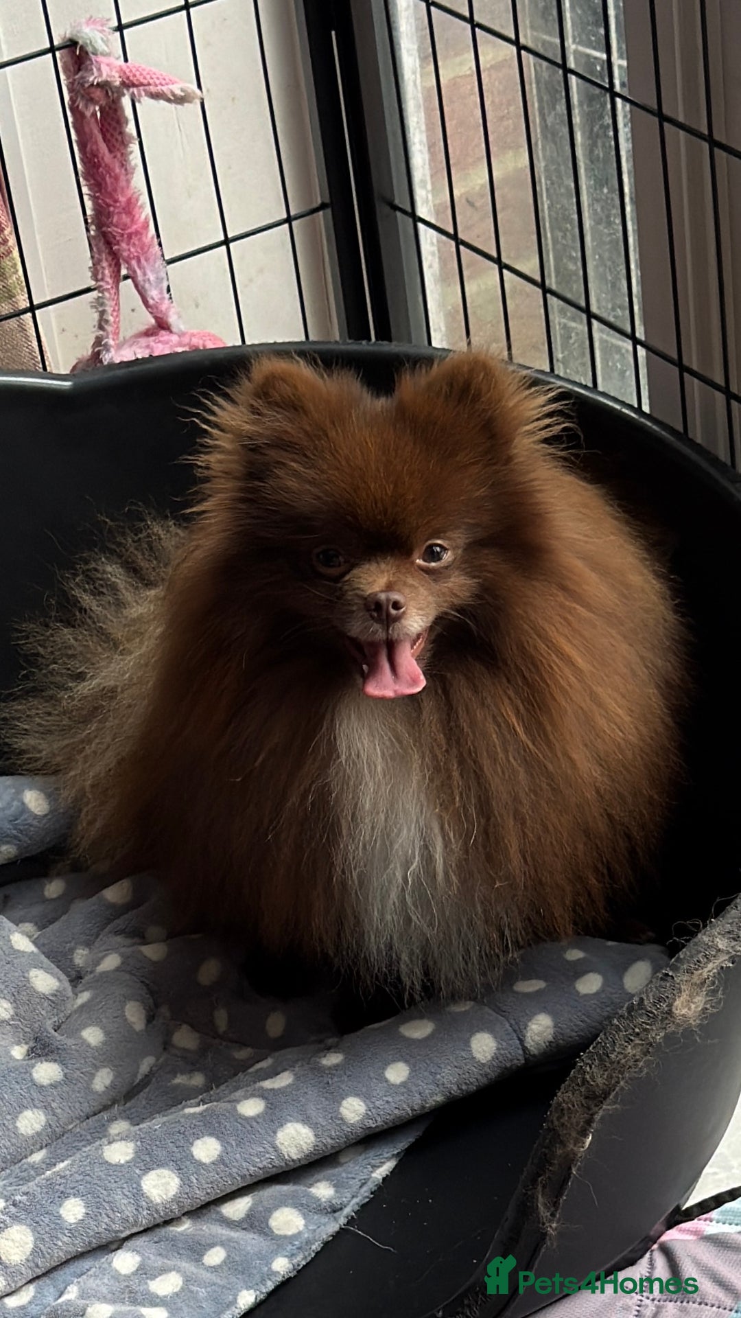 Pomeranian dogs for stud: PROVEN STUD KC RUSSIAN CHAMPION LINES POMERANIAN  in Tiverton - Advert 3