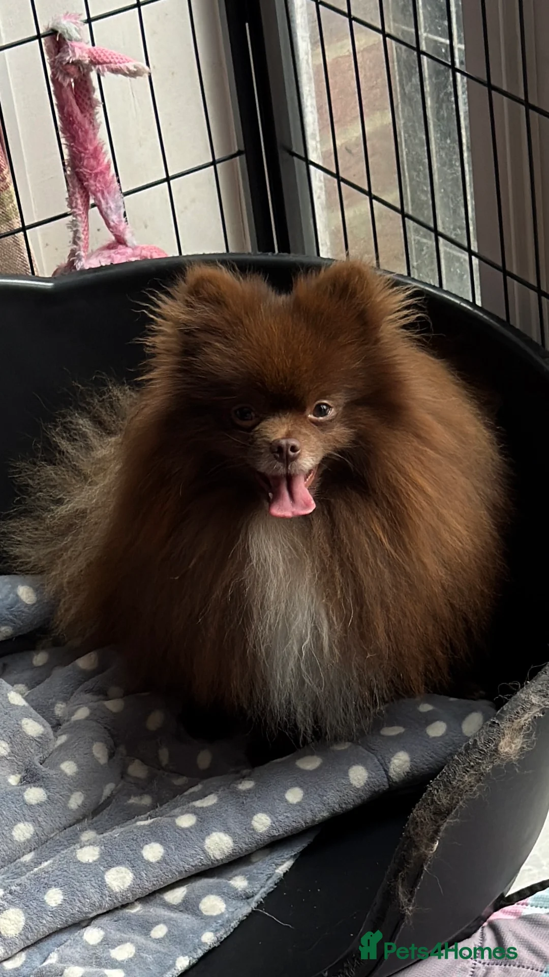 Pomeranian dogs for stud: PROVEN STUD KC RUSSIAN CHAMPION LINES POMERANIAN  in Tiverton - Advert 3