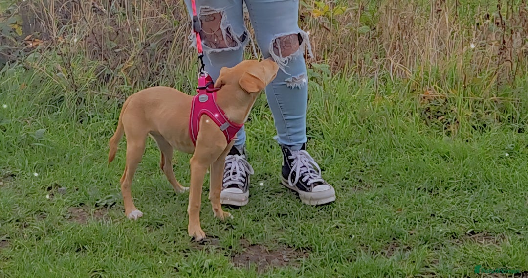 Mixed Breed dogs for sale: Patterdale whippet cross - Image 1