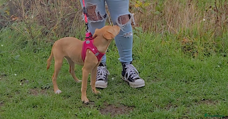 Mixed Breed dogs - Advert 1