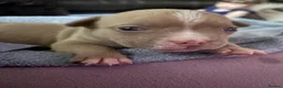 American Bully dogs for sale: American pocket bulldogs Hand reared from birth. - Advert 11