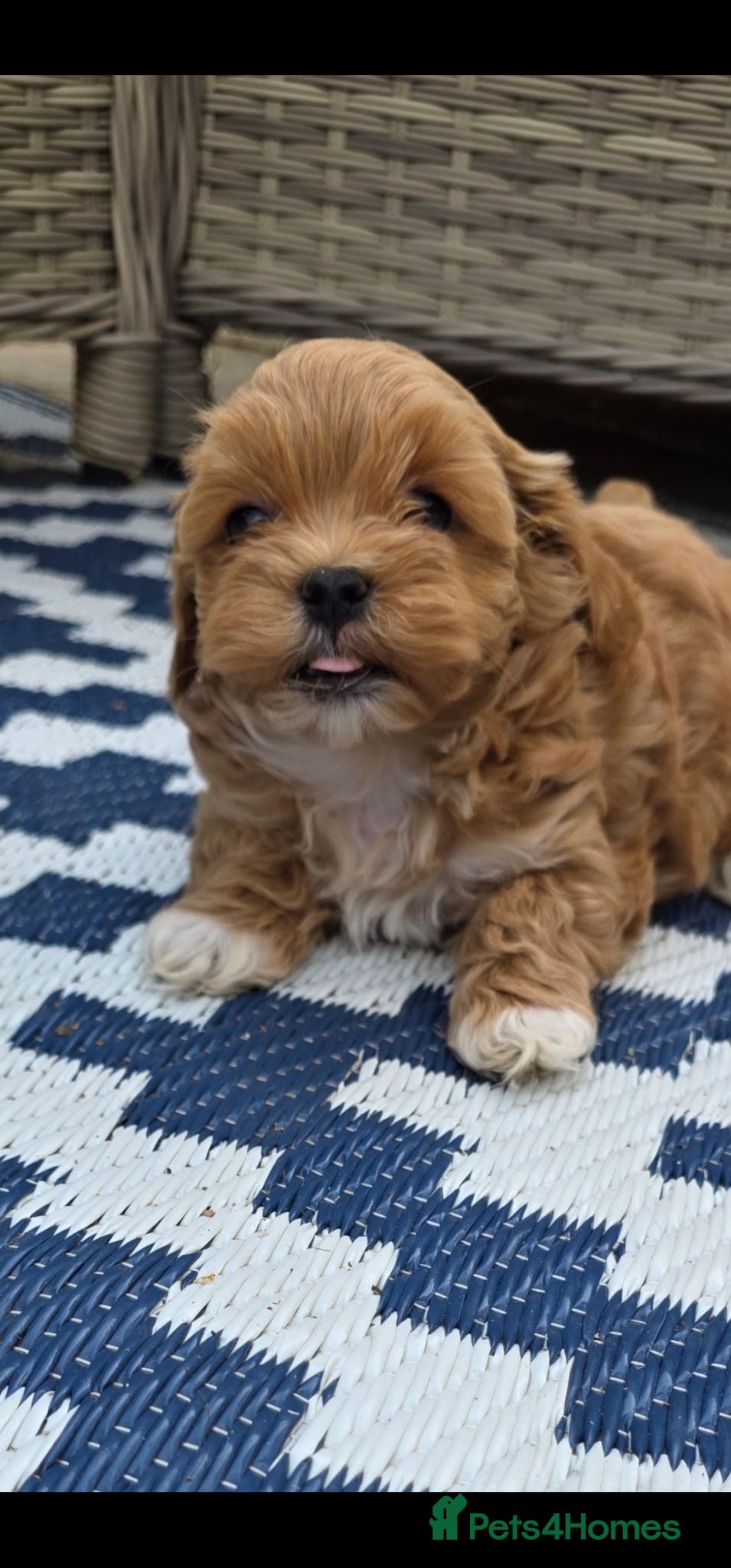Maltipoo dogs READY NOW Exceptional Tiny Toy Maltipoo puppies 🐶 - Advert 5
