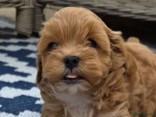Maltipoo dogs READY NOW Exceptional Tiny Toy Maltipoo puppies 🐶 - Advert 5