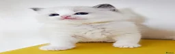 Ragdoll cats for sale: Ragdoll kittens  - Advert 9
