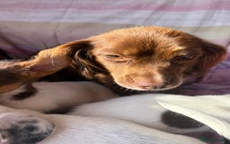 Chihuahua dogs for sale: Chihuahua cross King Charles  - Image 16