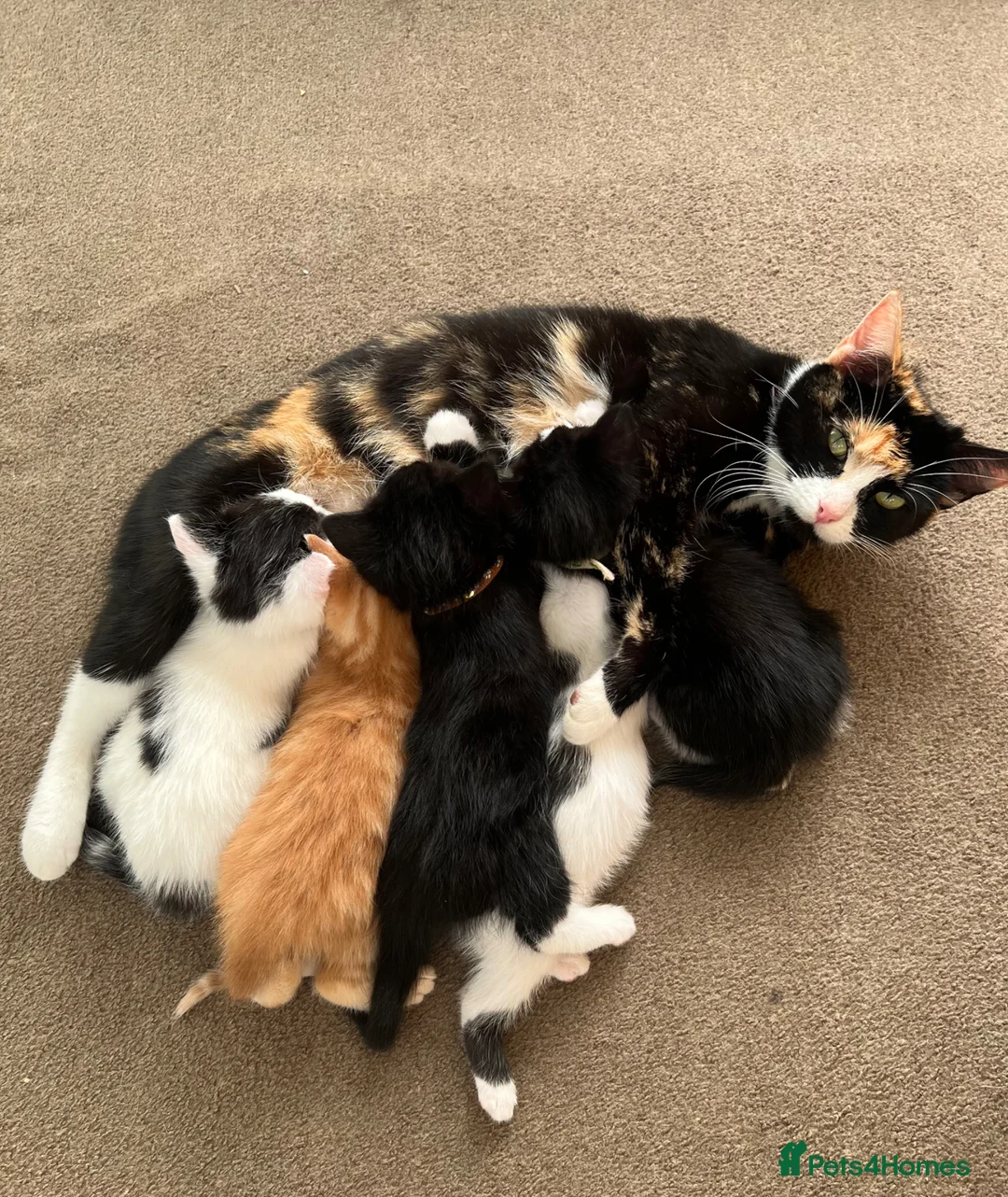 Mixed Breed cats for sale: ROMY’S ROUND EIGHT  - Advert 1