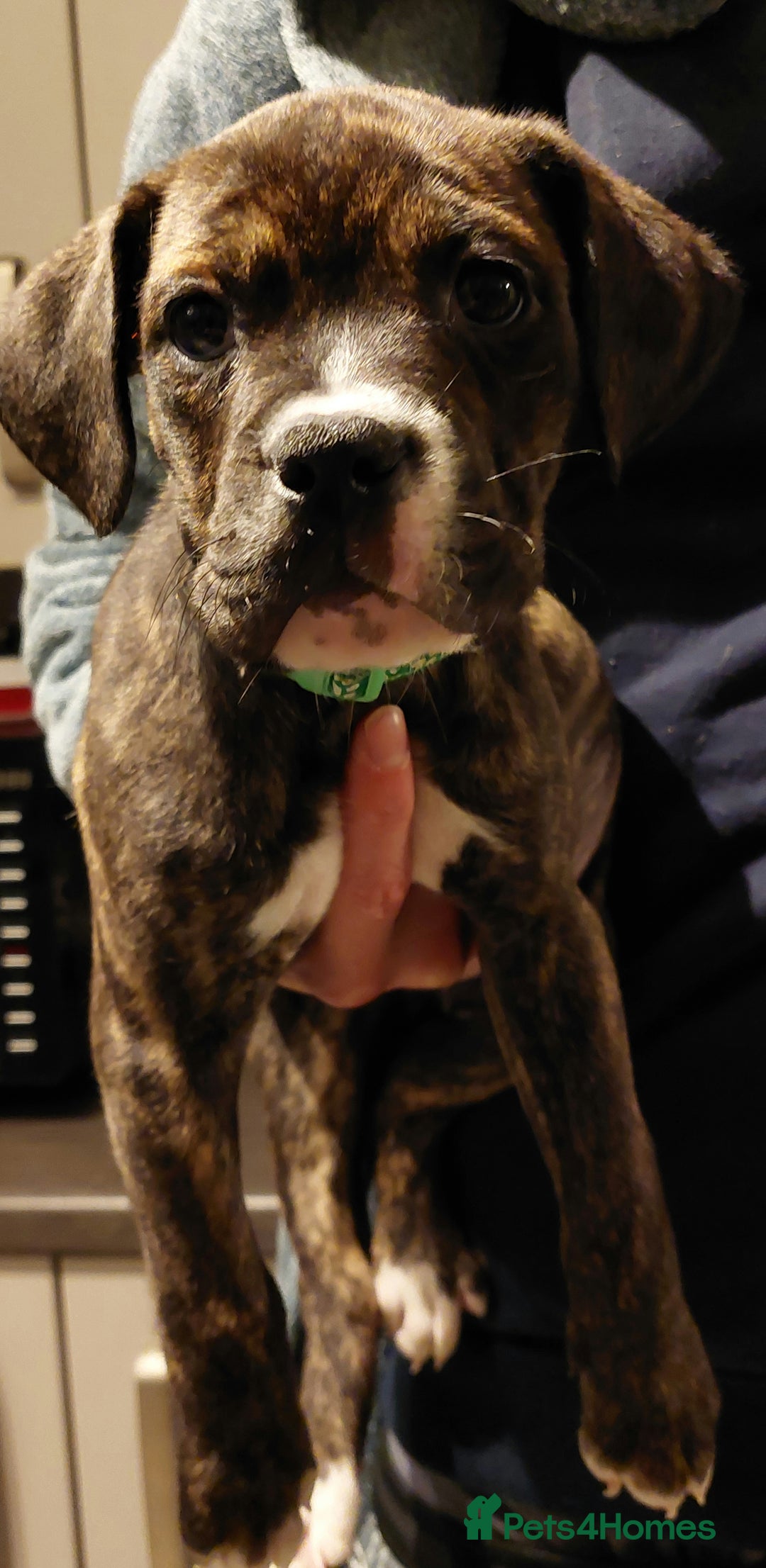 Mixed Breed dogs for sale: Cane Corso cross American bulldog puppy's  - Advert 23