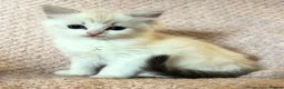 Ragdoll cats for sale: Beautiful pedigree Ragdoll kittens  - Advert 1