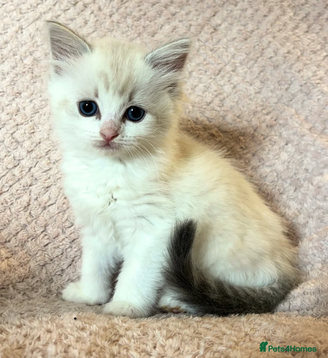 Ragdoll cats for sale: Beautiful pedigree Ragdoll kittens  - Advert 1