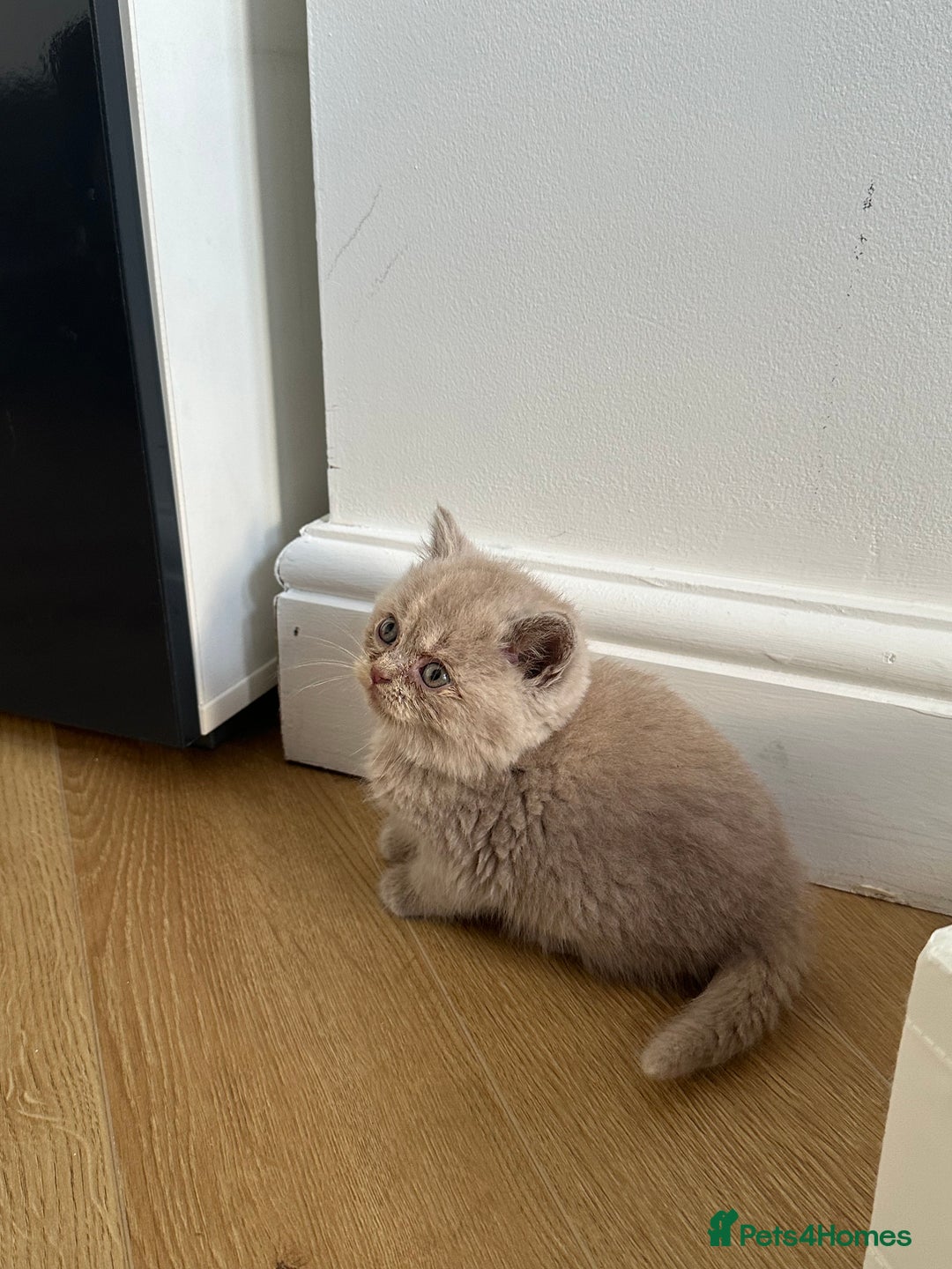 British Shorthair cats for sale: 🌈🌈😍😍Stunning Pure Pedigree Litter BSH ❤️❤️🌈🌈 - Advert 24