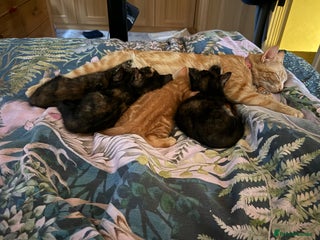 Mixed Breed cats 4 Gorgeous babies looking for their forever homes - Advert 1