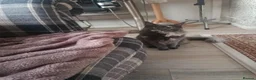 Maine Coon cats for sale: Mainecoon kittens in Liverpool - Advert 1