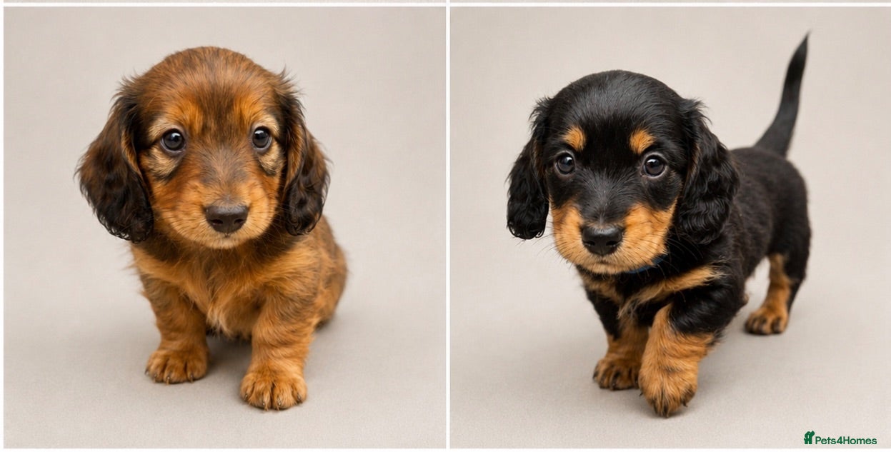 Miniature Dachshund dogs Beautiful Miniature Dachshunds–Long & Short Haired - Advert 16