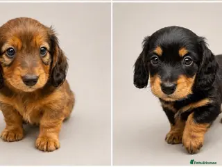 Miniature Dachshund dogs Beautiful Miniature Dachshunds–Long & Short Haired - Advert 16
