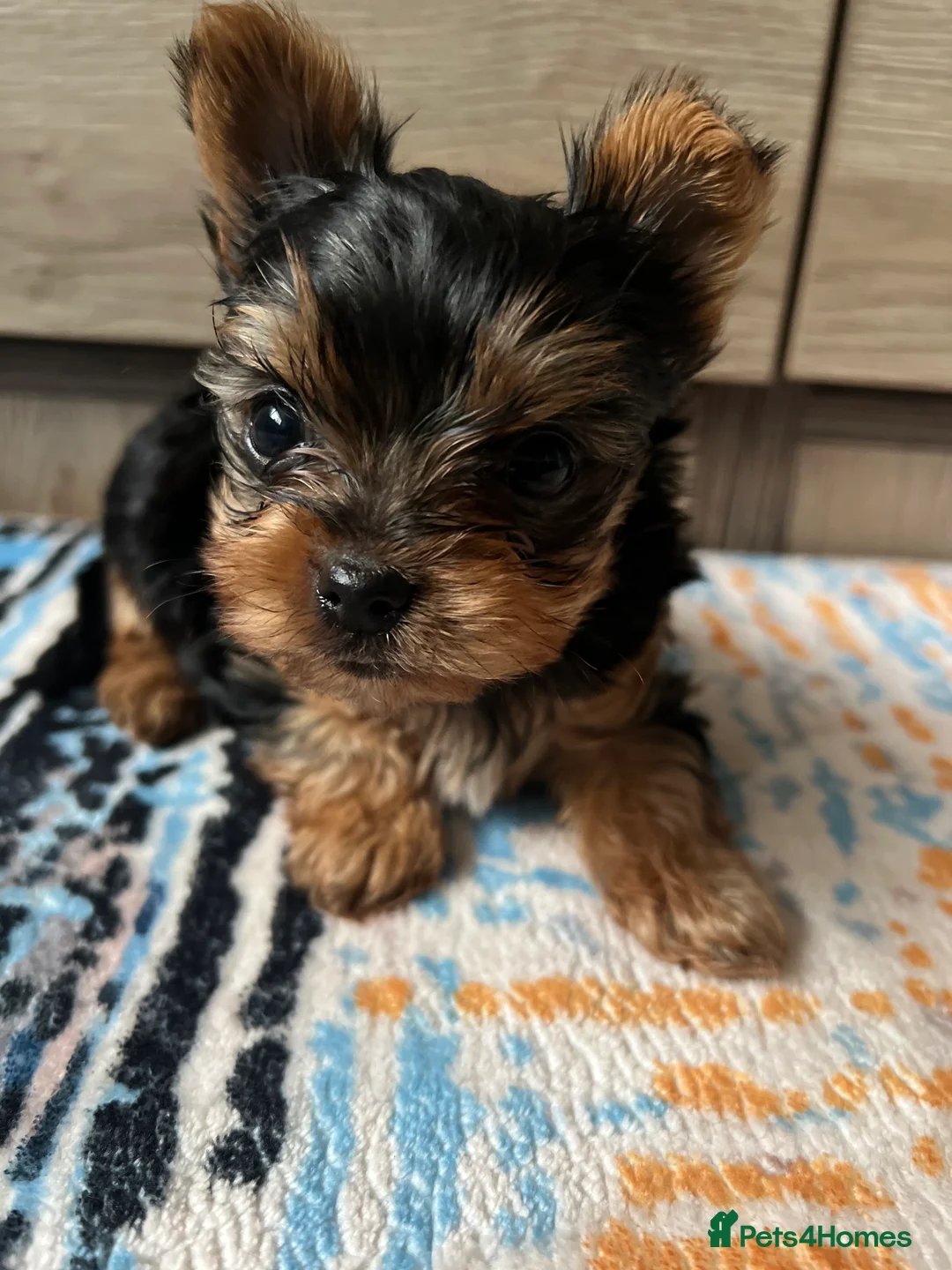 Yorkshire Terrier dogs for sale: 🐾We have lovely miniature boy🐾 - Advert 6