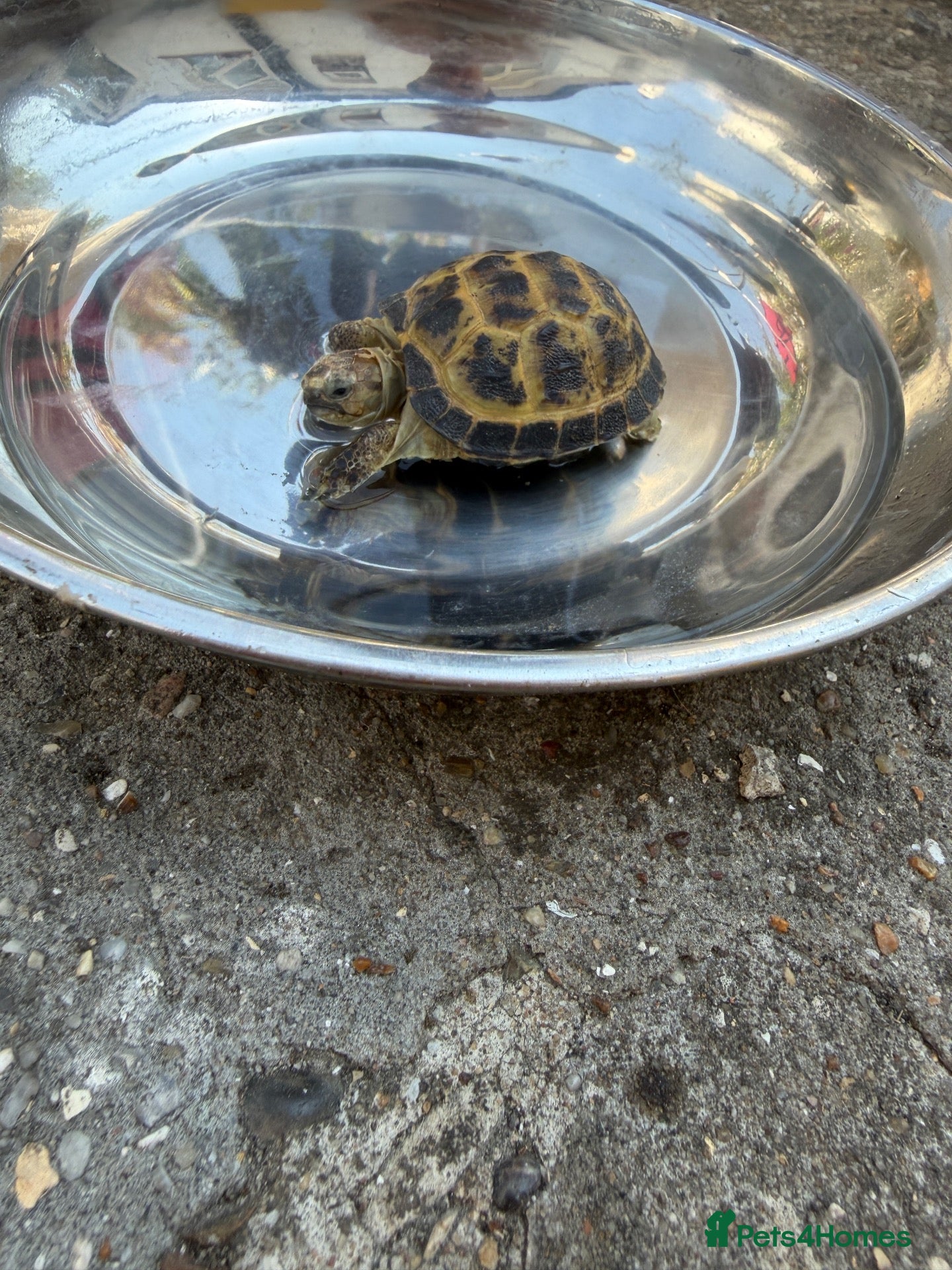 Tortoise reptiles Tortoise for rehoming - Advert 1