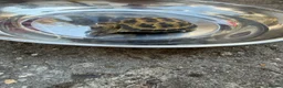 Tortoise reptiles for sale: Tortoise for rehoming - Advert 1