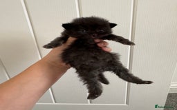 Persian cats for sale: Pure persian kittens - Advert 5