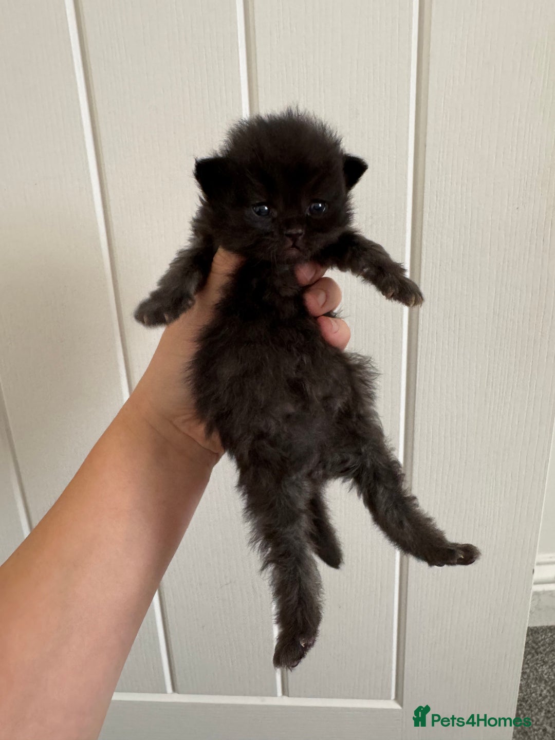 Persian cats for sale: Pure persian kittens - Advert 5