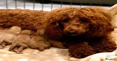 Maltipoo dogs - Advert 13