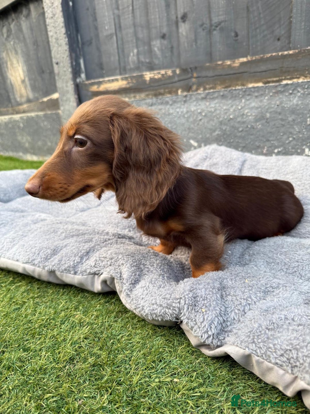 Miniature Dachshund dogs for sale: Last handsome long haired boy left ready now ! - Image 19