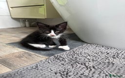 Maine Coon cats for sale: TICA registered large MaineCoon polydactyl kittens - Image 7