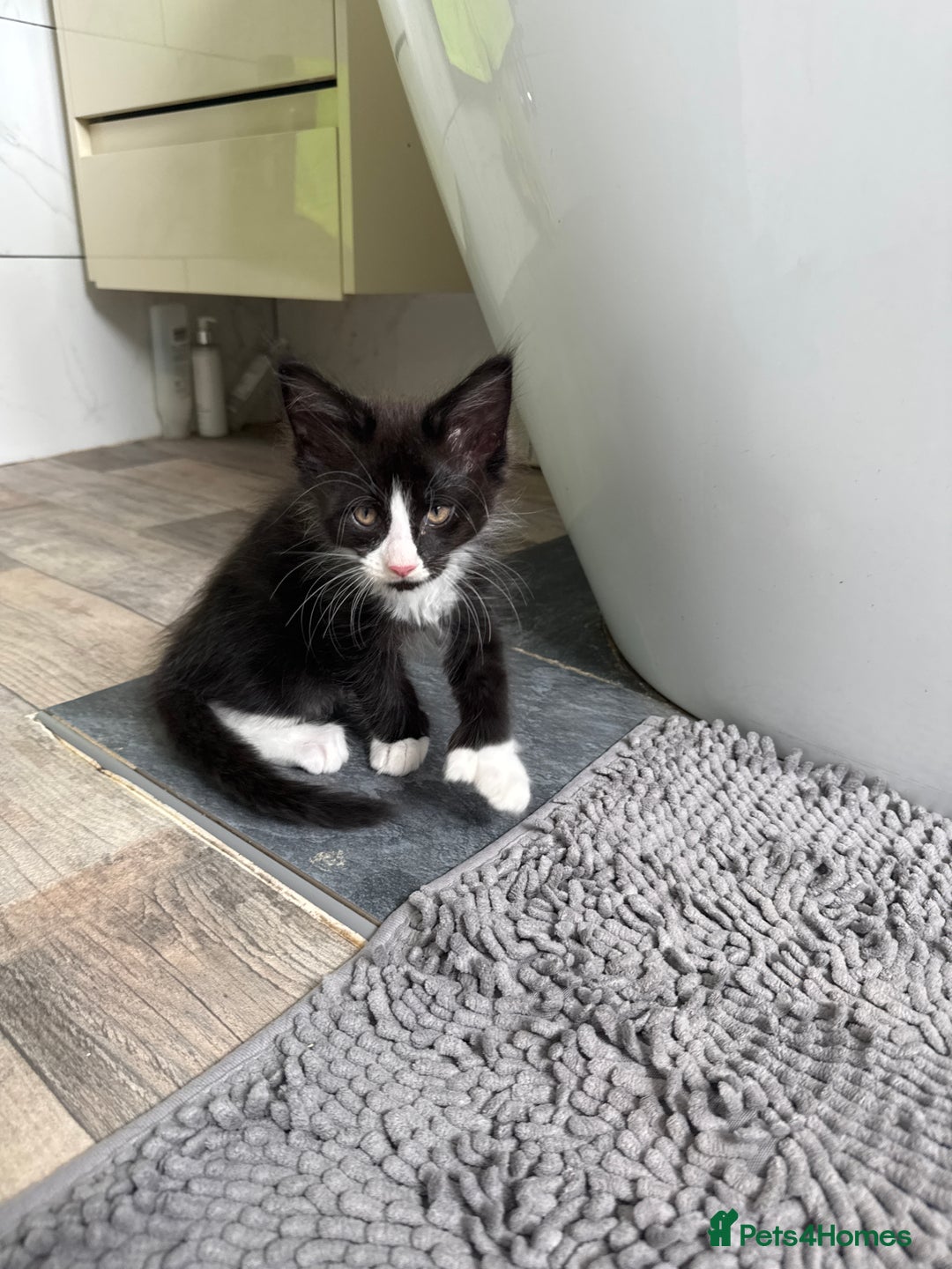 Maine Coon cats for sale: TICA registered large MaineCoon polydactyl kittens - Image 7