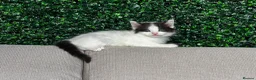 Ragdoll cats for sale: 🐾 5 Beautiful Ragdoll Cross Kittens 🐾 in Southampton - Advert 25