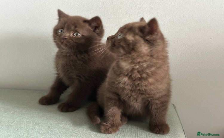 British Shorthair cats - Advert 13