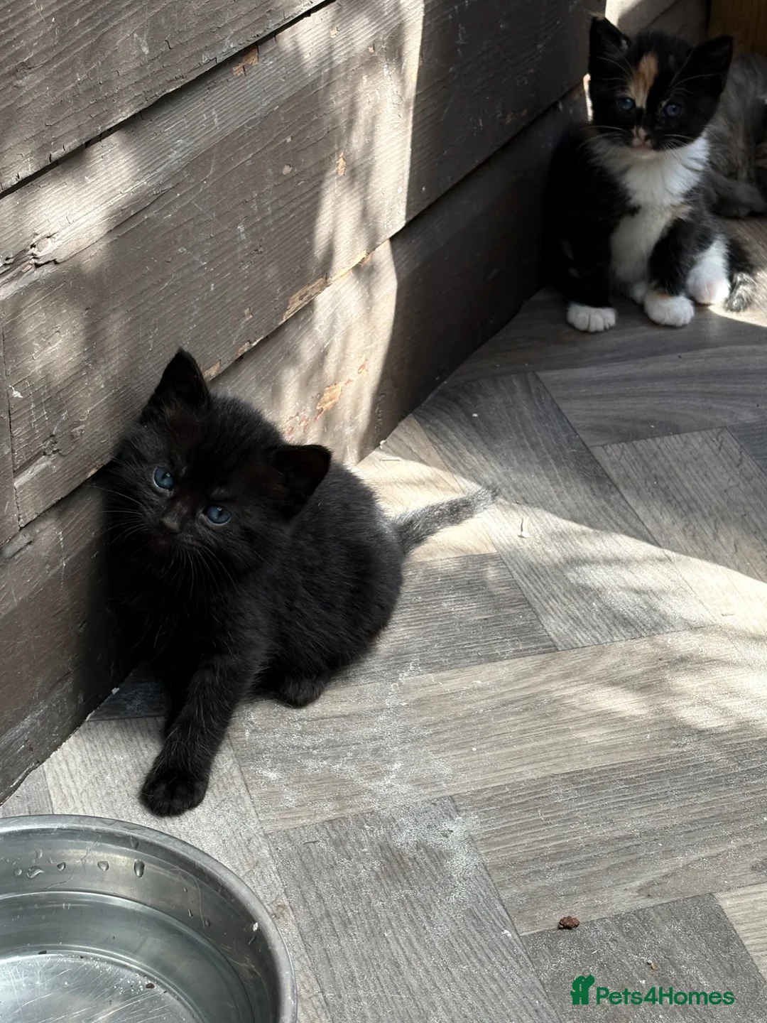 Mixed Breed cats for sale: 5 beautiful little girls  - Advert 2