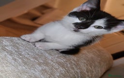 Mixed Breed cats for sale: Female kitten  - Advert 10