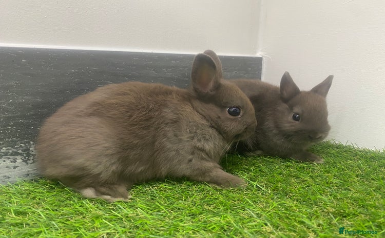 Netherland Dwarf rabbits - Advert 12