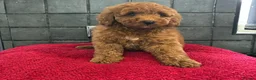 Miniature Poodle dogs for sale: Stunning Fox Red Minature Poodle Pups  - Advert 29