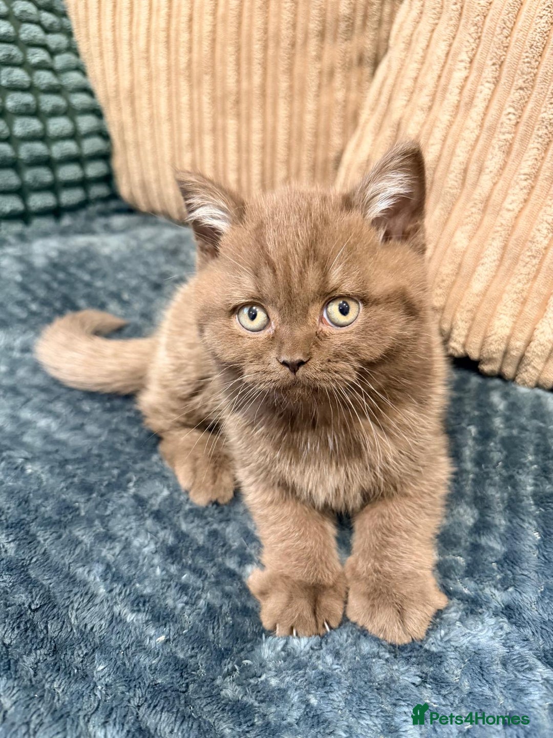 British Shorthair cats for sale: 🧸BOY FULL GCCF BSH KITTEN🧸 - Advert 6