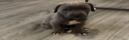 Mixed Breed dogs for sale: Cane corso mix puppies  - Advert 6
