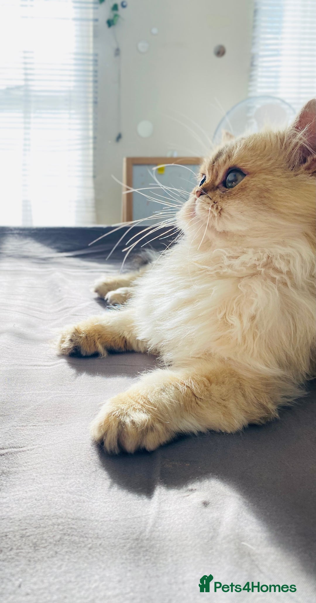British Longhair cats for stud: 🐾🐾🐱Pretty boy looking for a girl 🐱🐾🐾 in Luton - Image 15