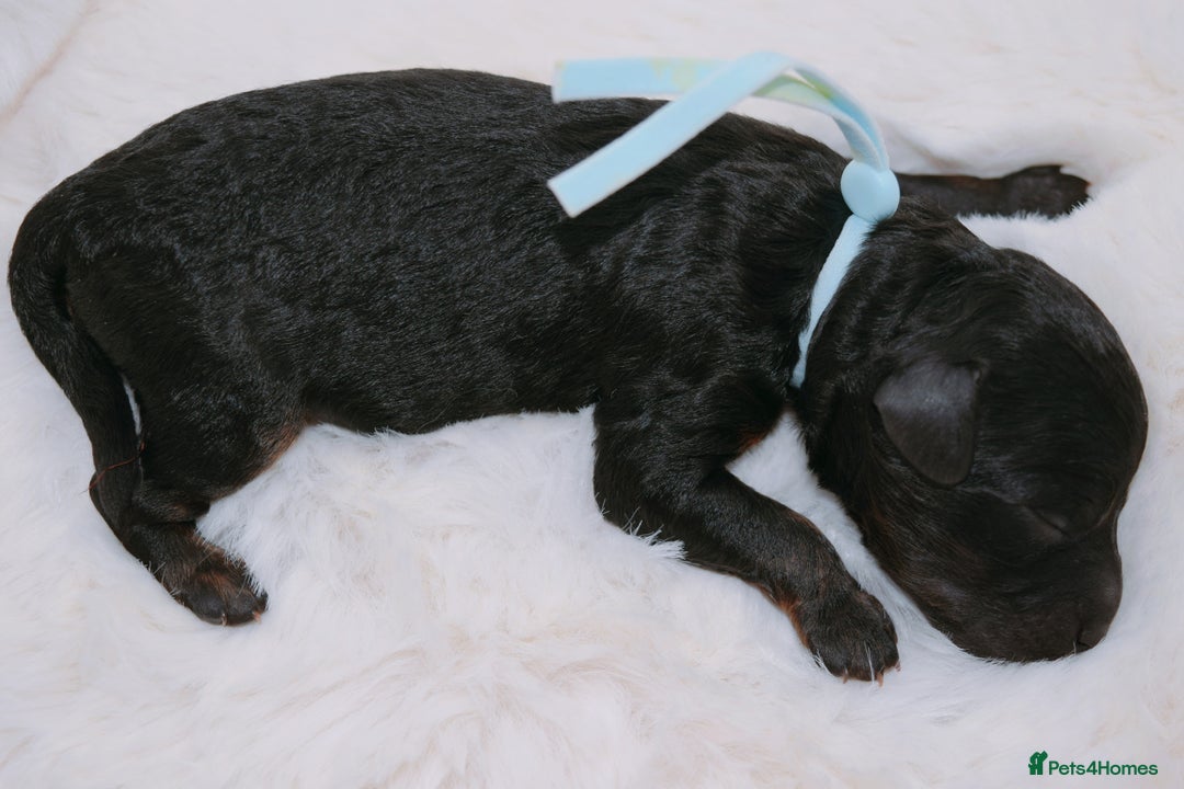 Cavapoo dogs for sale: Extensively health tested F1b curly Cavapoos  - Image 21